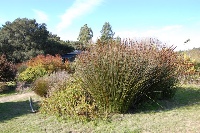 Chondropetalum tectorum (cape rush) - Landscape - by Far Out Flora
