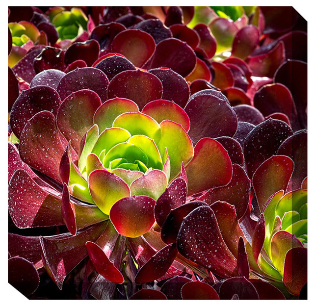 Burgundy Wall Art burgundy beauty" outdoor art - contemporary - outdoor wall art Burgundy Wall Art burgundy beauty" outdoor art - contemporary - outdoor wall art