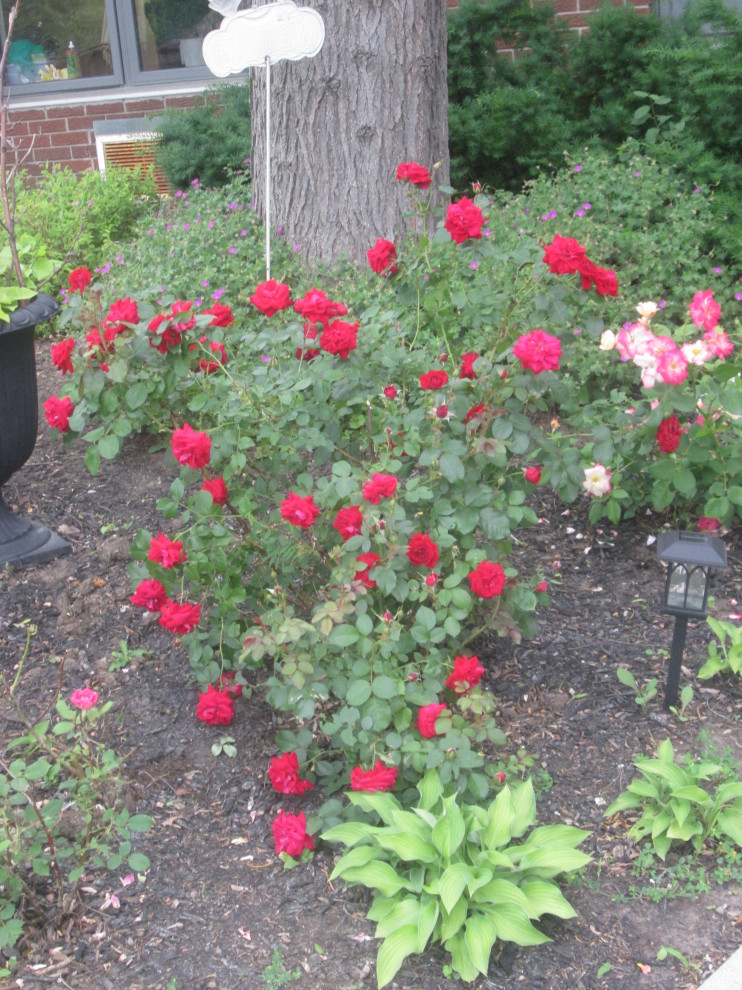 Here are my red roses | Houzz Forum