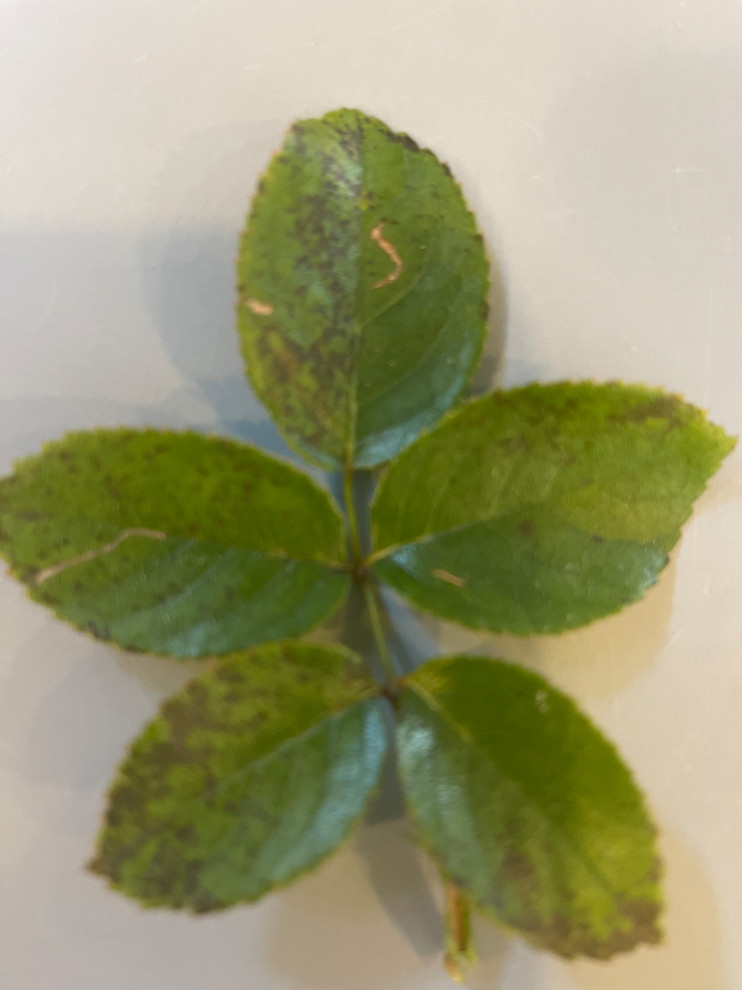 Does anyone know what this rash is on my roses?