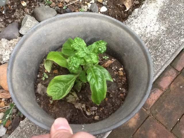 deformed basil leaves