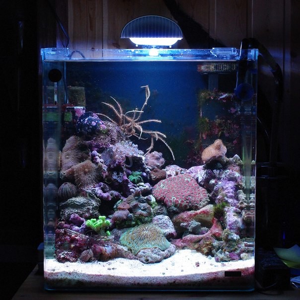 Морской аквариум