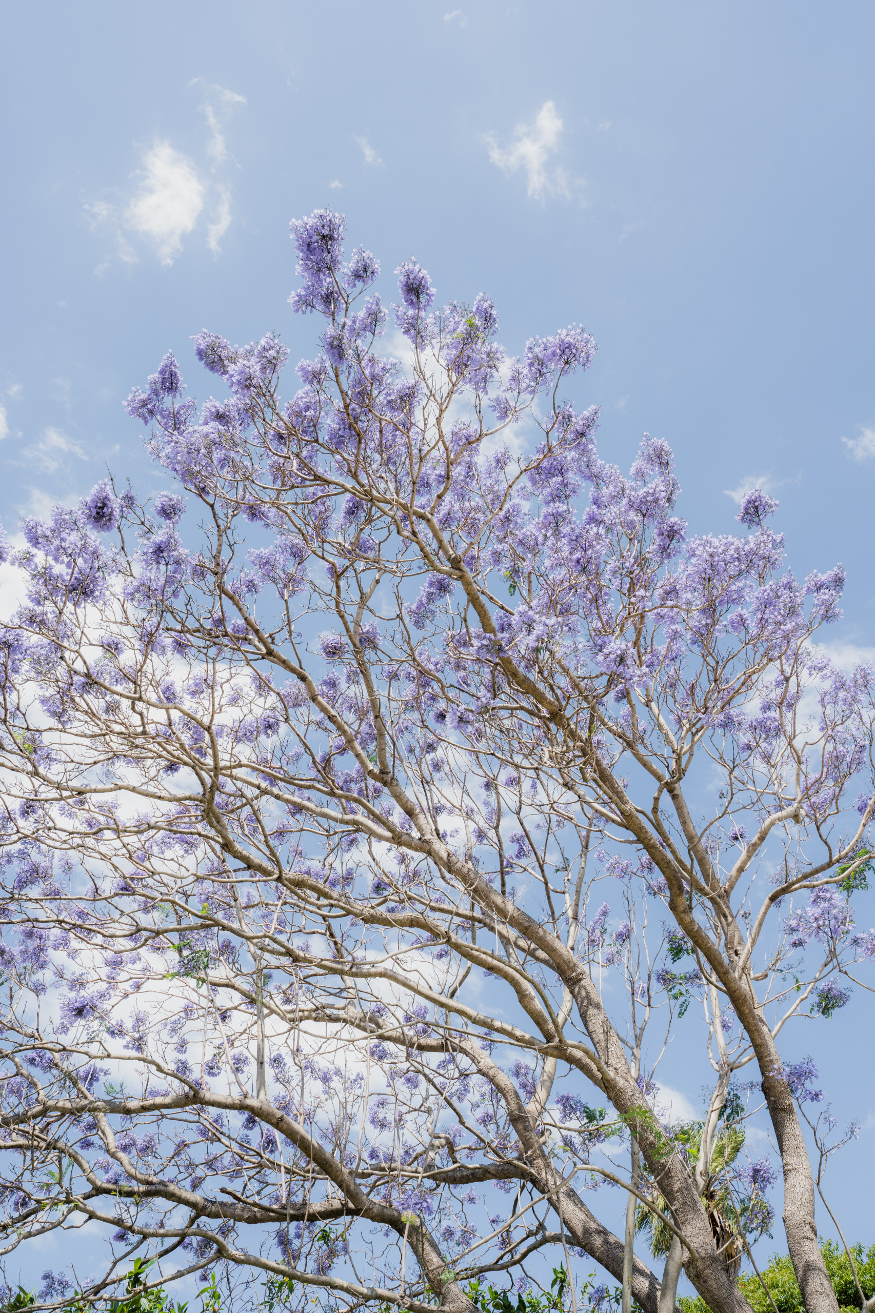 PROJECT JACARANDA