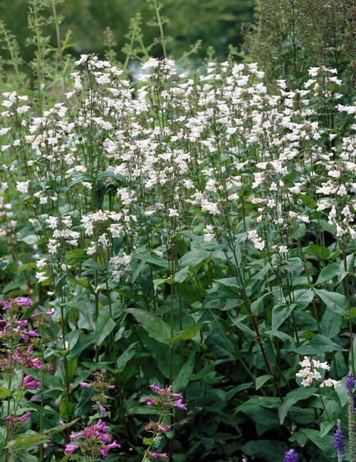 Tough Midwestern Native Plant - Foxglove Beardtongue