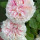 Gillian (zone 5b/6a) Ontario, Canada
