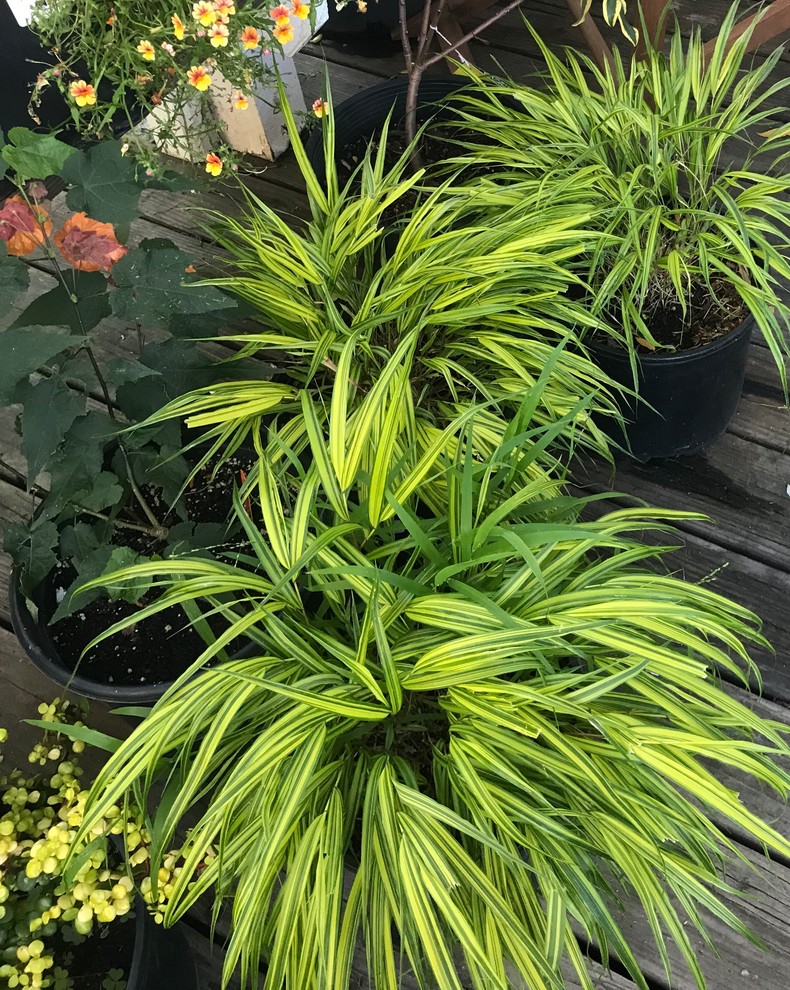 Favorite plants