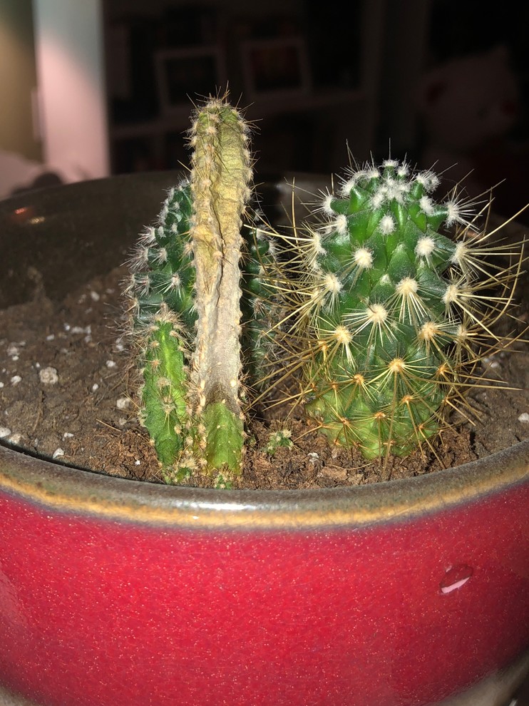 Cactus is grey and brittle, does anyone know what's wrong?? | Houzz Forum