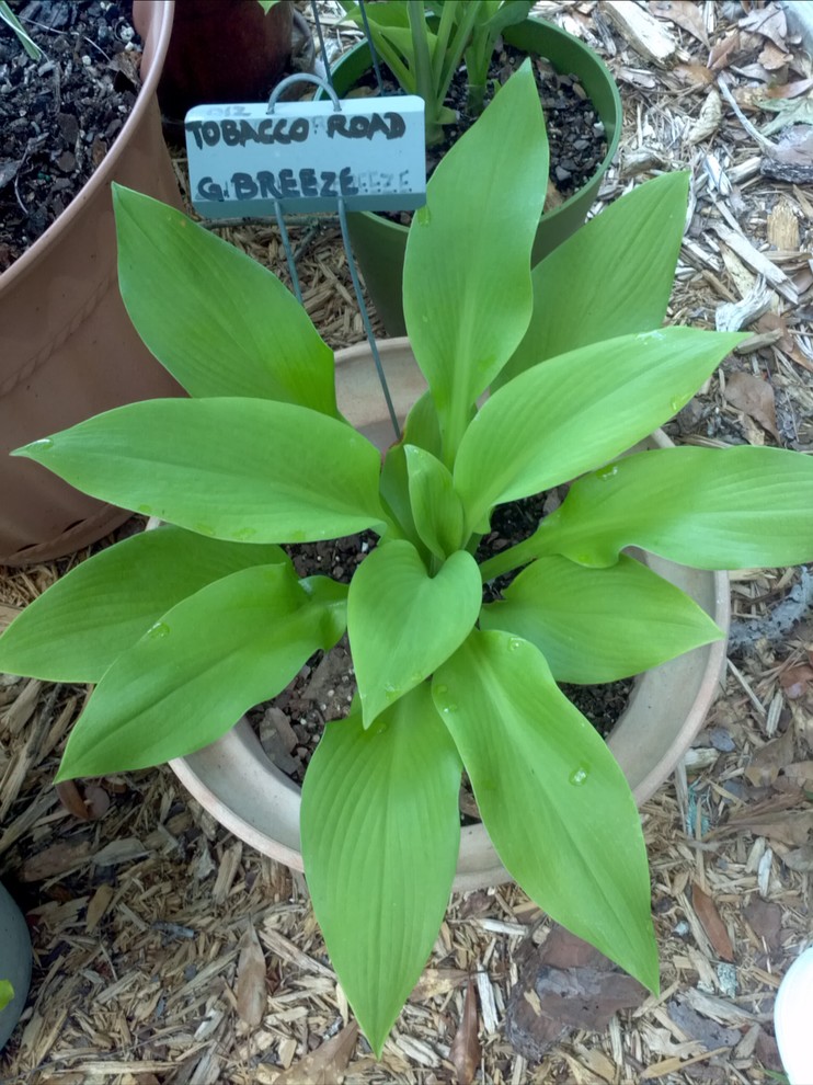 hosta tobacco road Tobacco Road anyone?