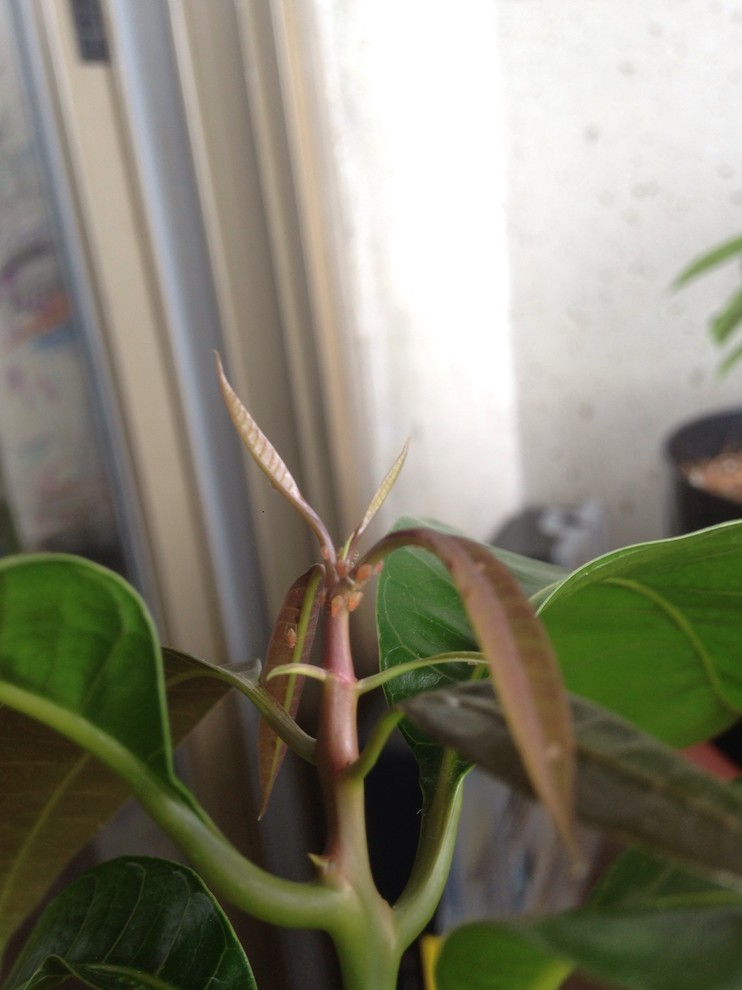 Mankodo Insect Pest/insect id mango seedling