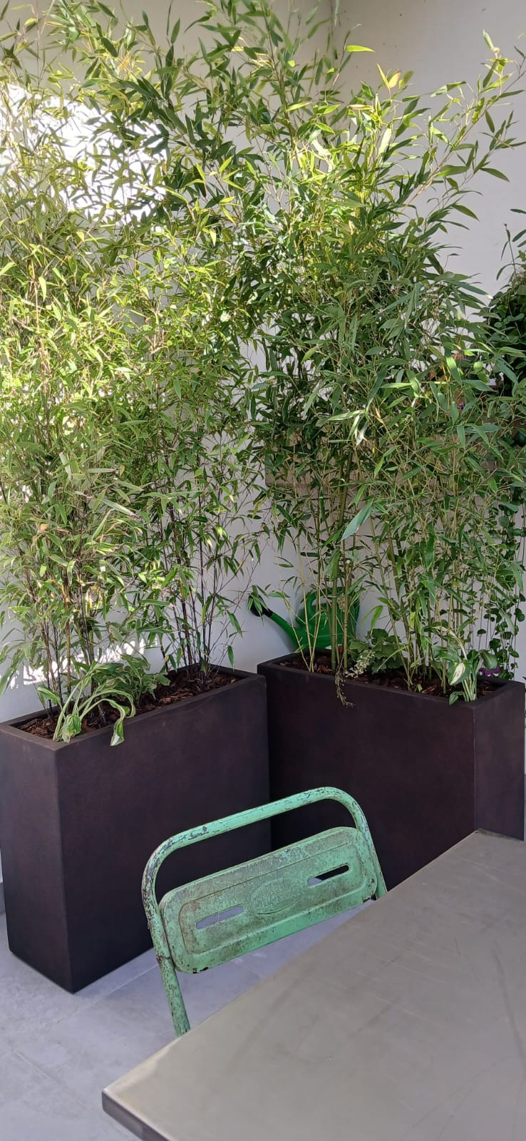 Realizzazione Wild in the city