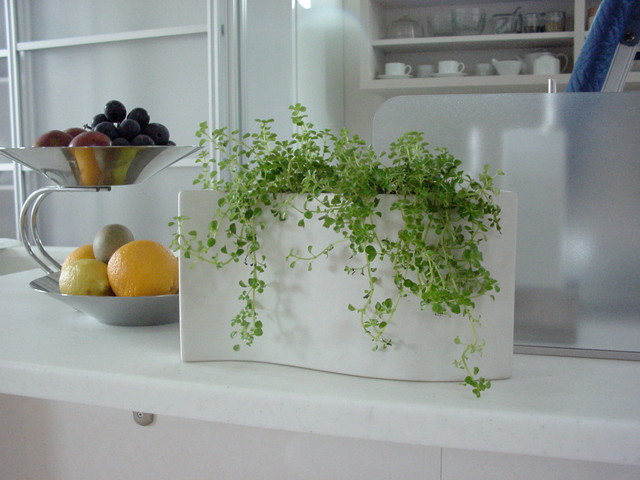 Plants.S klassisch-kueche