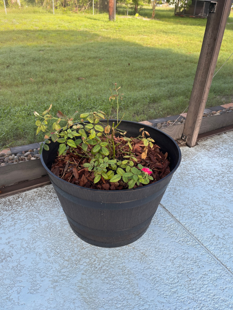 Knockout Rose Problems