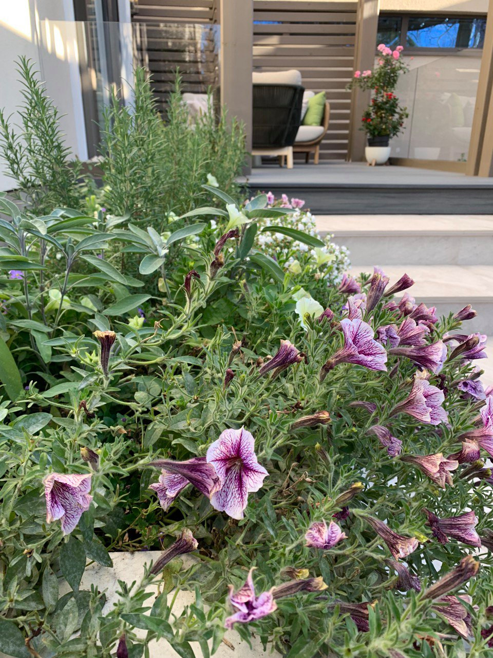 Чистые линии