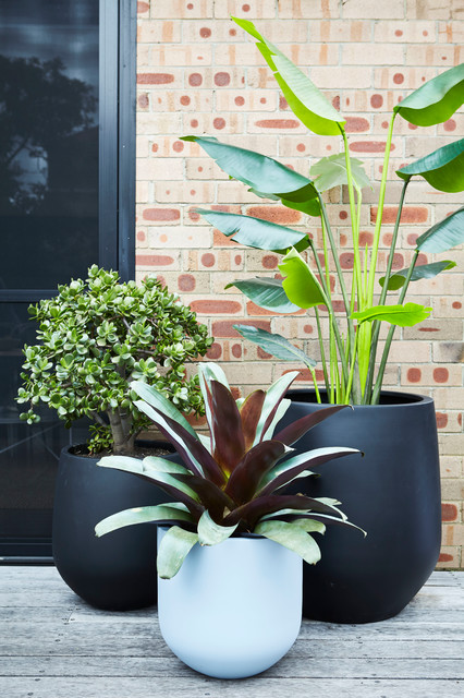 Randwick contemporary-garden