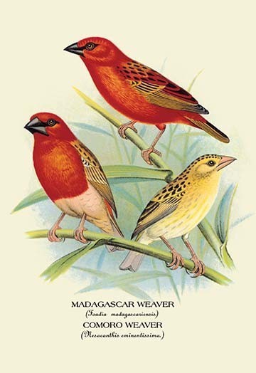 Madagascar Weaver Comoro Weaver Traditional Prints And Posters By Buyenlarge Inc