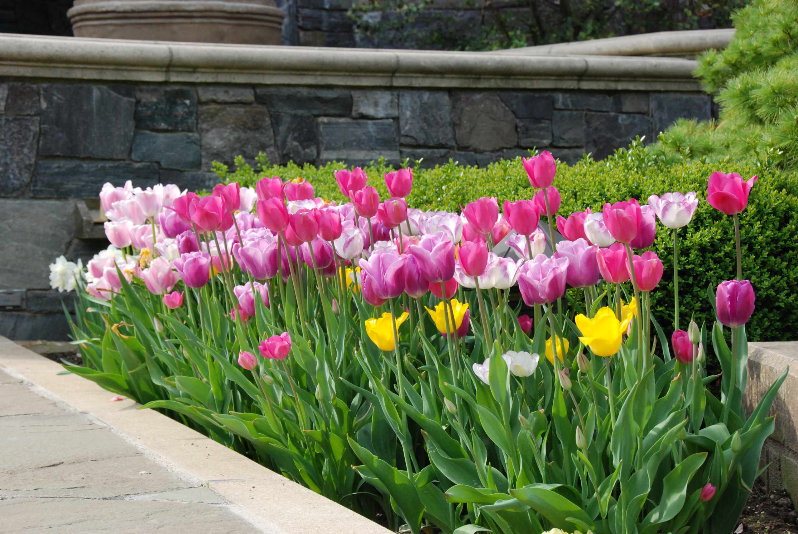 Plant Tulips for March-to-May Blooms