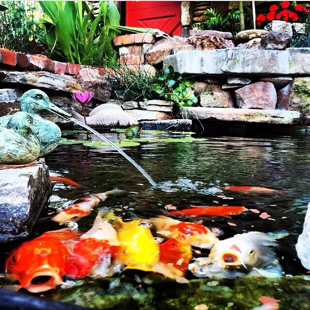 Koi Pond