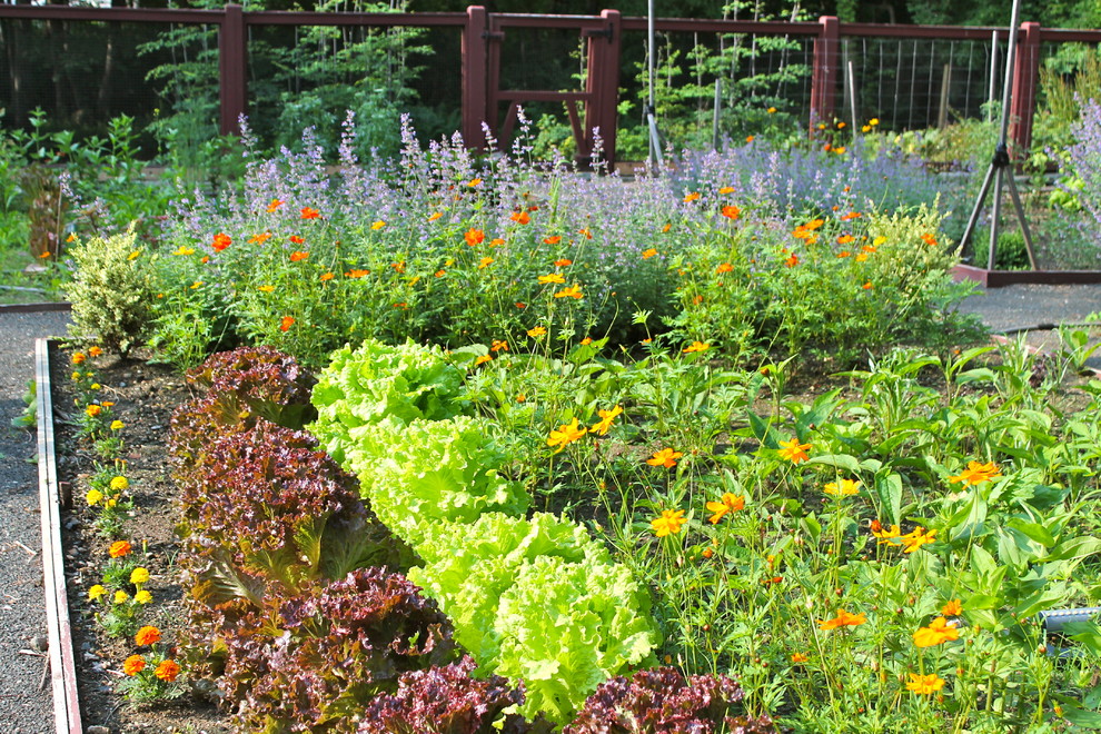 Inspiration for a mid-sized traditional backyard full sun garden in New York with a vegetable garden.