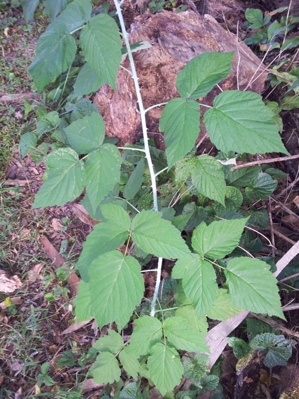 Blackberry not poison ivy?