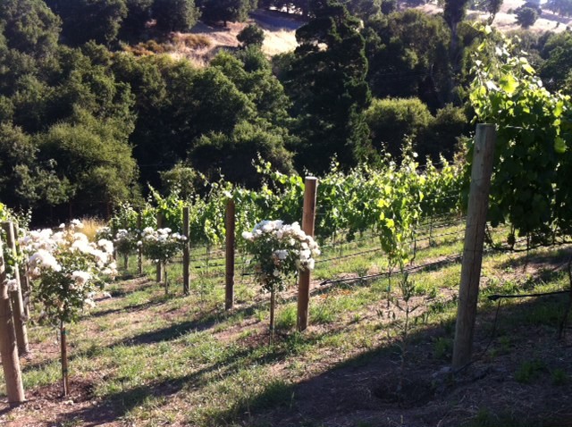 Home Vineyard Design