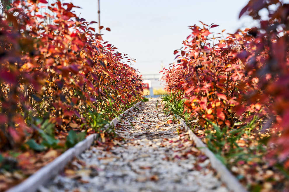 Озеленение промышленной территории