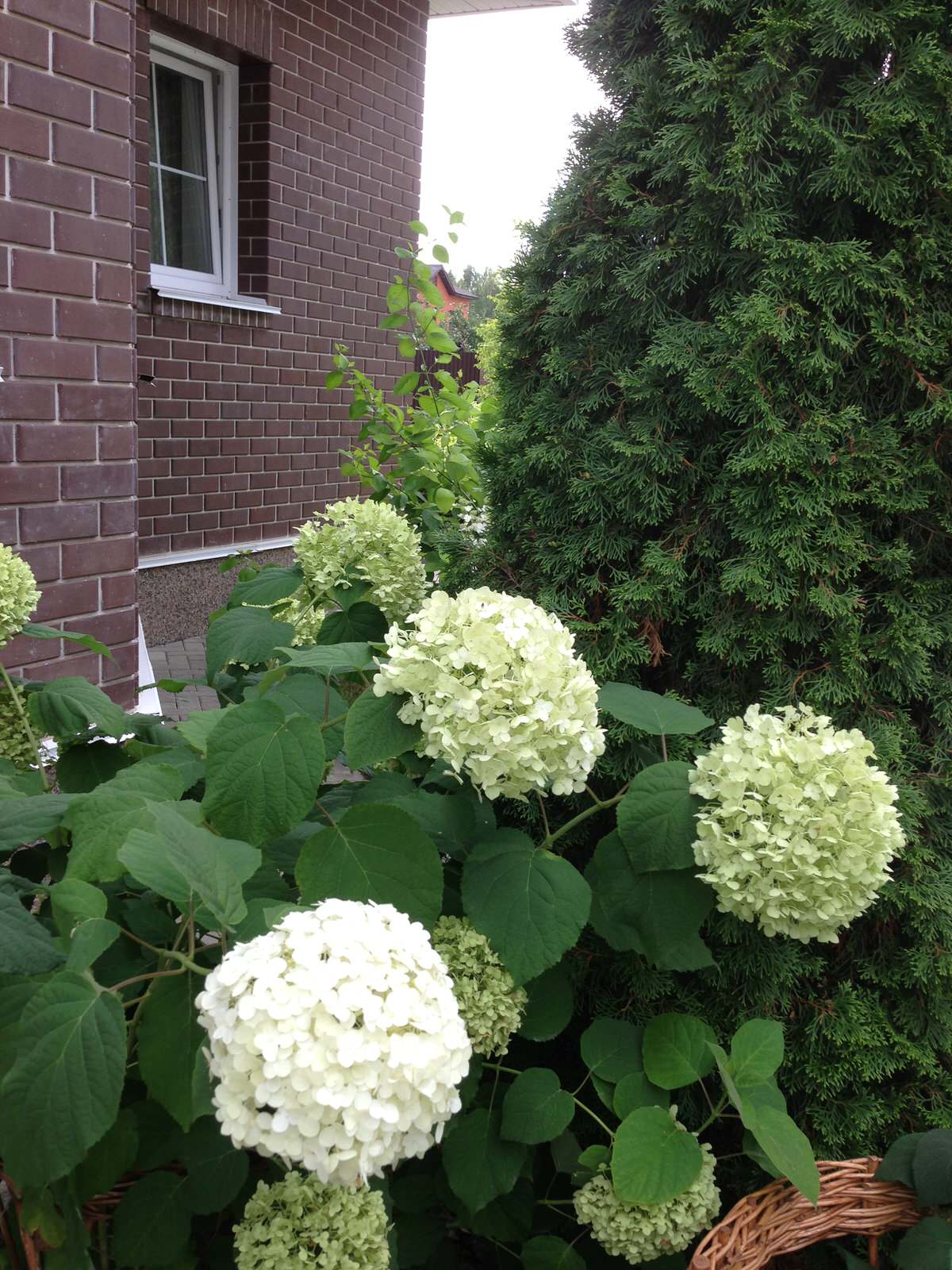 Вавиловец 1