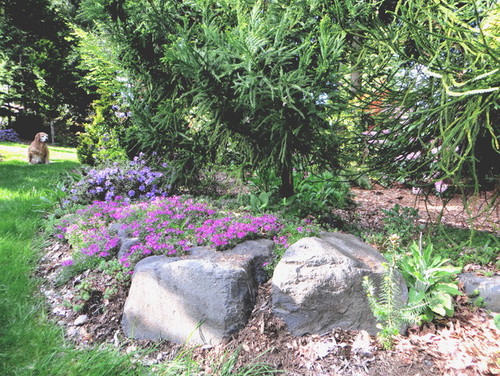 Best Performing Hardy Perennials For The North And Midwest L Z Woodland Creeping Phlox