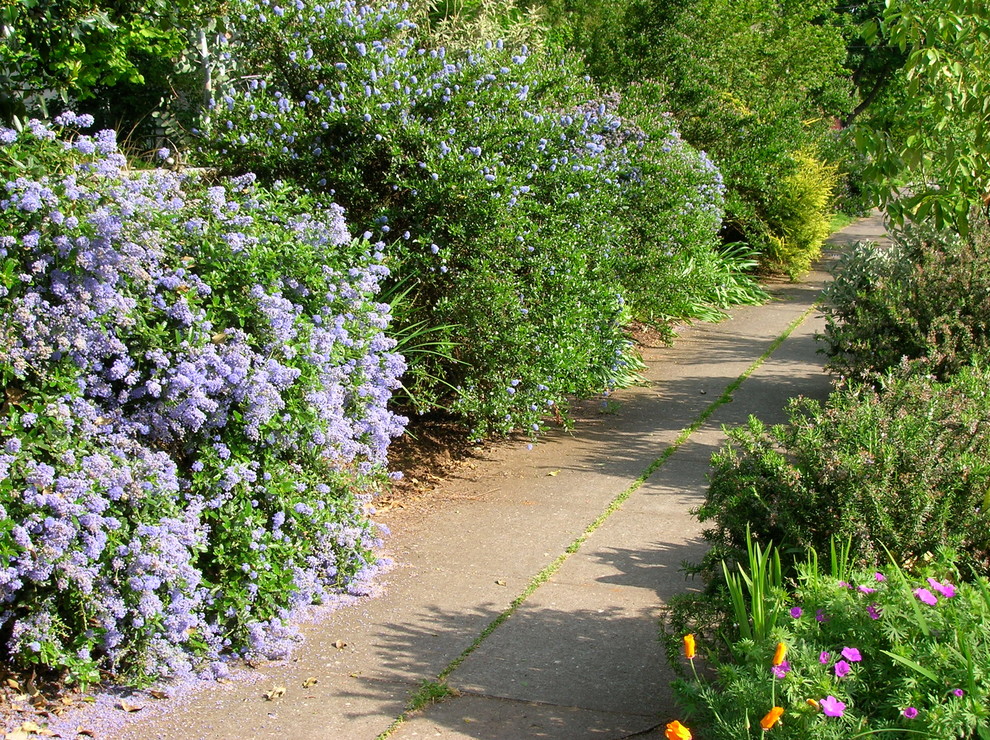 Inspiration for a mediterranean landscaping in Portland.