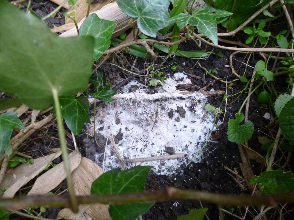 White fungus growing under pot what & why??
