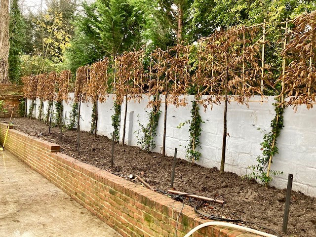 Garden Screening Ideas