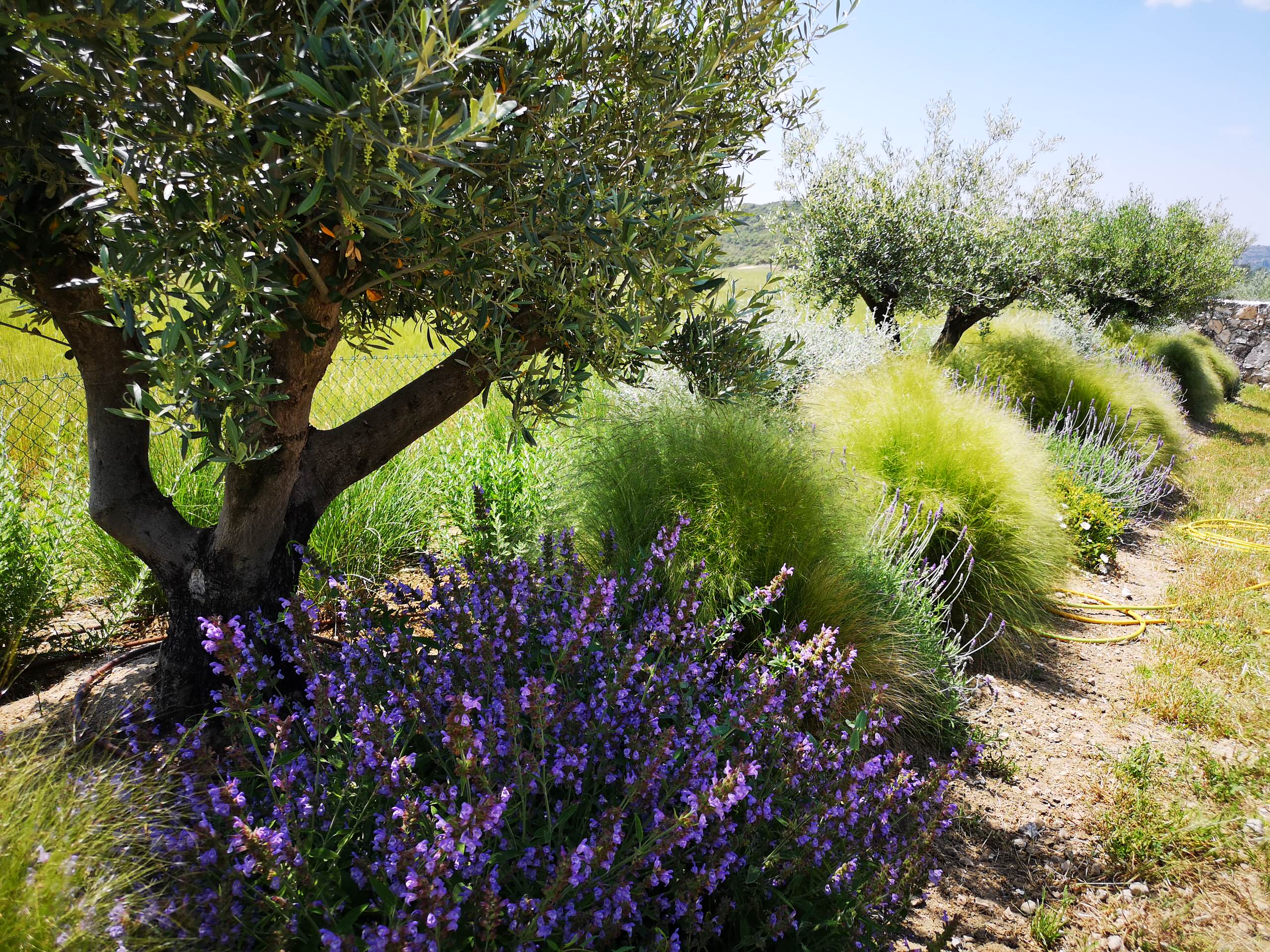 Finca Rustica Lupiana