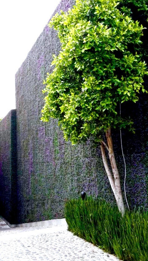 Inspiration for a mid-sized modern backyard patio in Houston with a vertical garden and no cover.