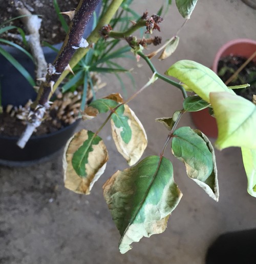 Is this fertilizer burn or disease?