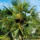 Last commented by Coccothrinax Argentata