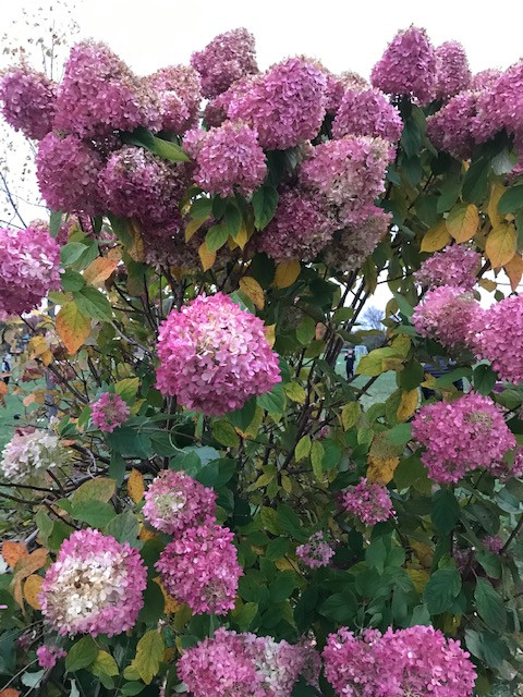 Fall Color Hydrangea