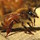 Last commented by Bee Dude