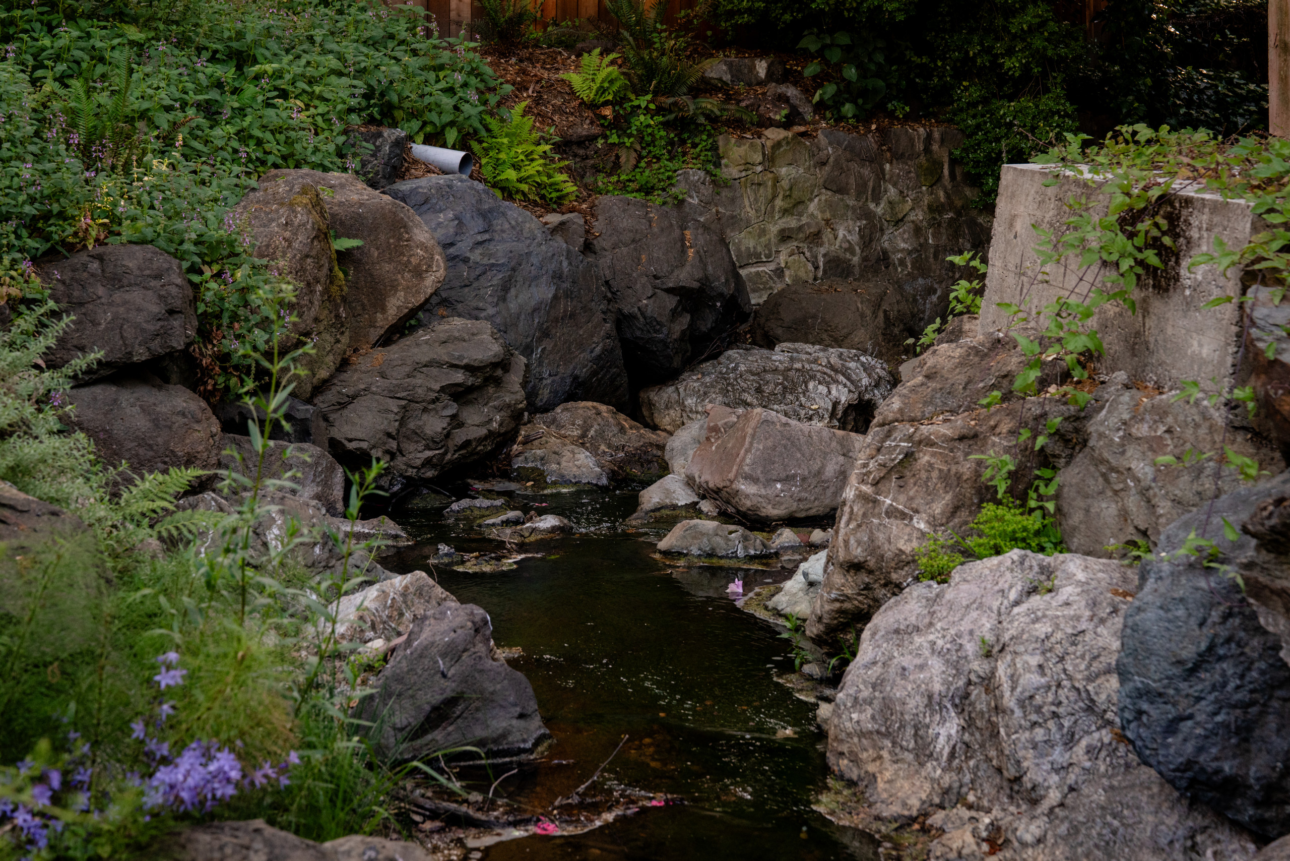 Creekside Restoration: Close-Up of Creekside with Blooming Flowers and Native Vi
