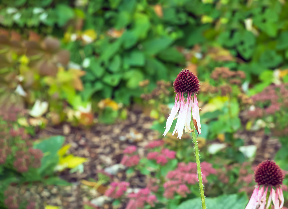 Native plants