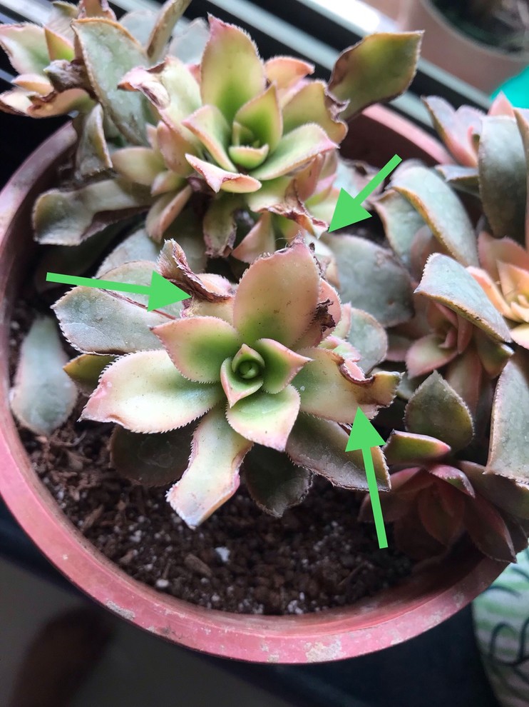 sugars succulents Sugar Rock