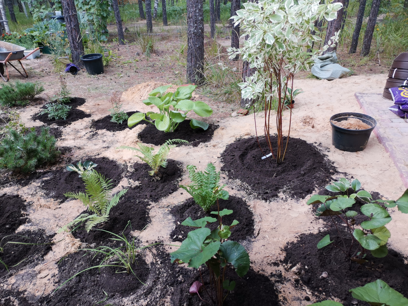 Лесная сказка Марий Эл. Сад в стиле Naturgarden