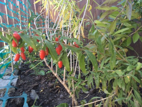 goji berries alberta