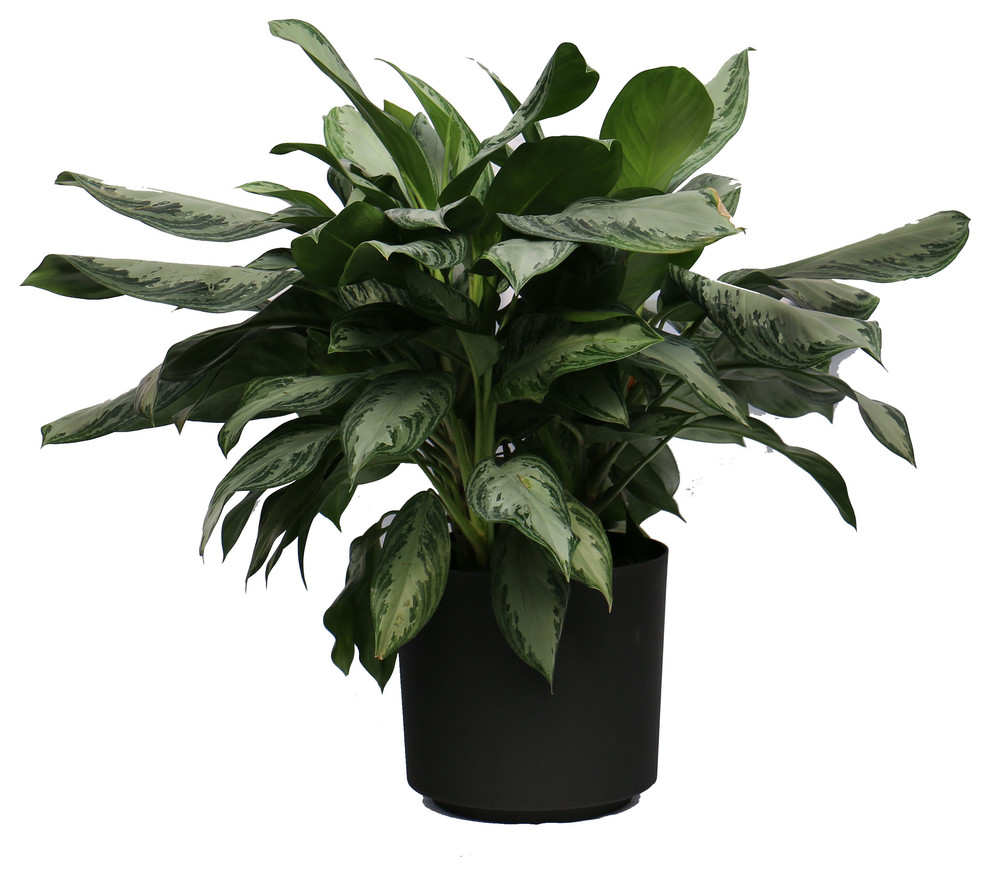 Live 3 Aglaonema Silver Bay Package Contemporary Plants By Scape Supply,Handwriting Jobs From Home