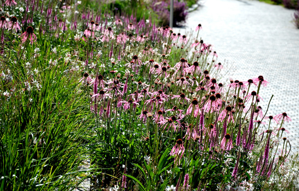 Pollinator garden with native plants and custom stone hardscapes
