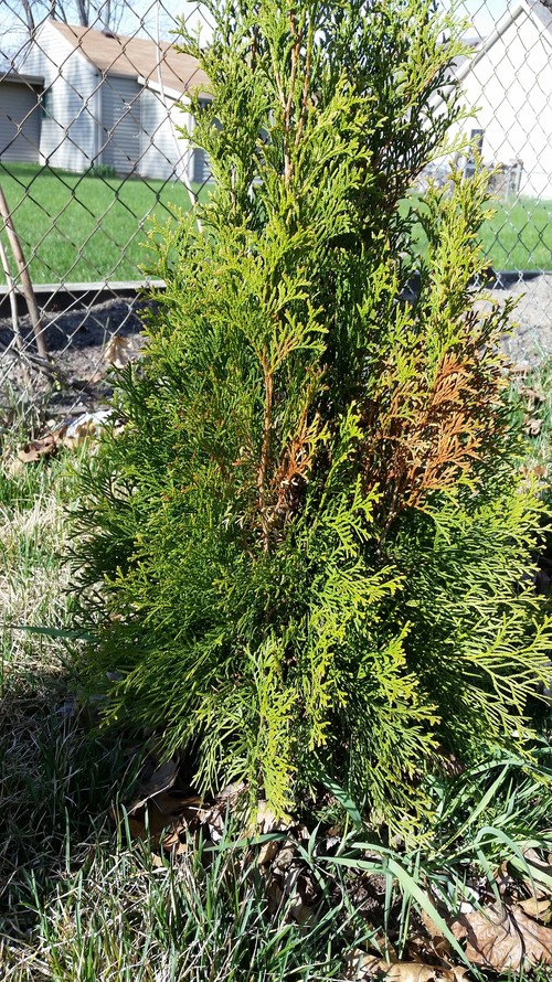 Arborvitaes turning brown