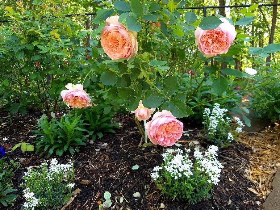 Too Many Roses Too many roses, flowers in my garden? | Houzz Forum