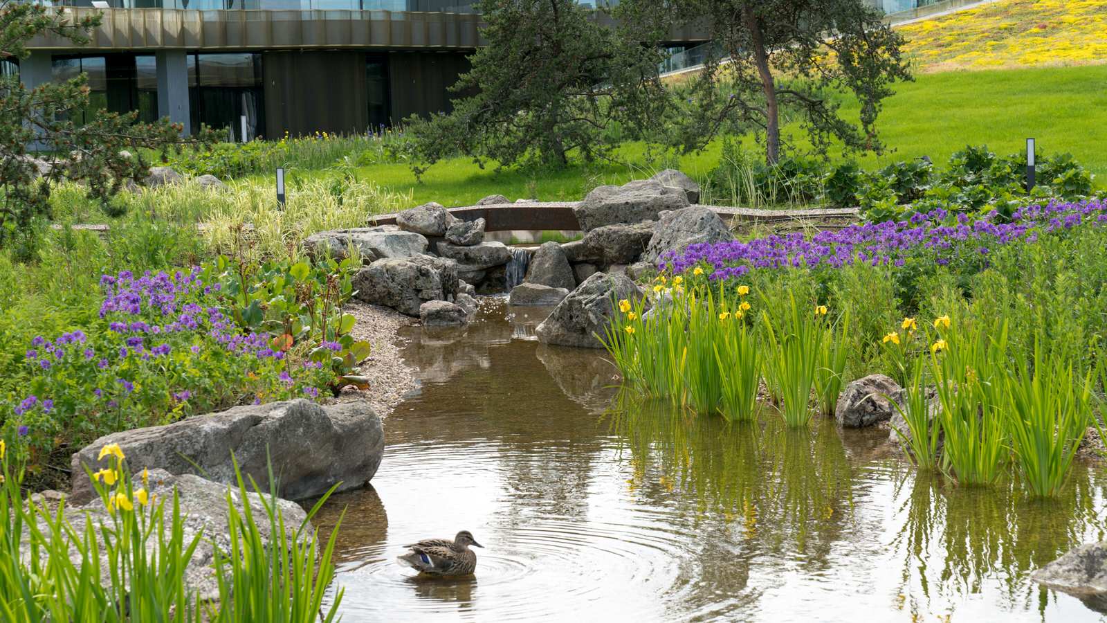 Природный сад. Жуковка XXI век. 2017-2018 гг.