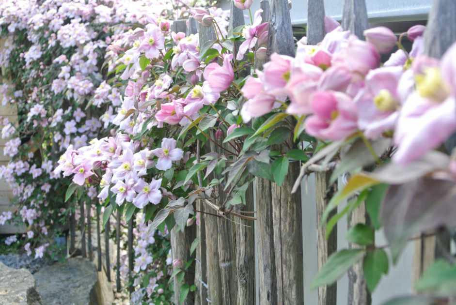 Pflanzenvielfalt im Stadtgarten