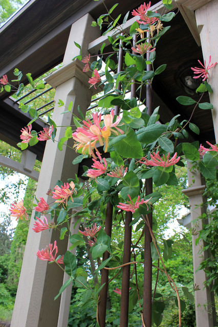 8 Flowering Vines to Plant This Spring for Tropical Style