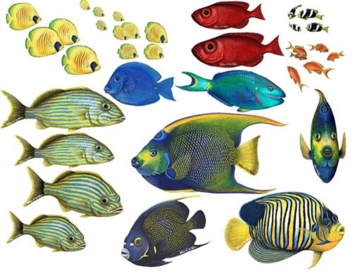 Fish Combo Pack All Wall Decal