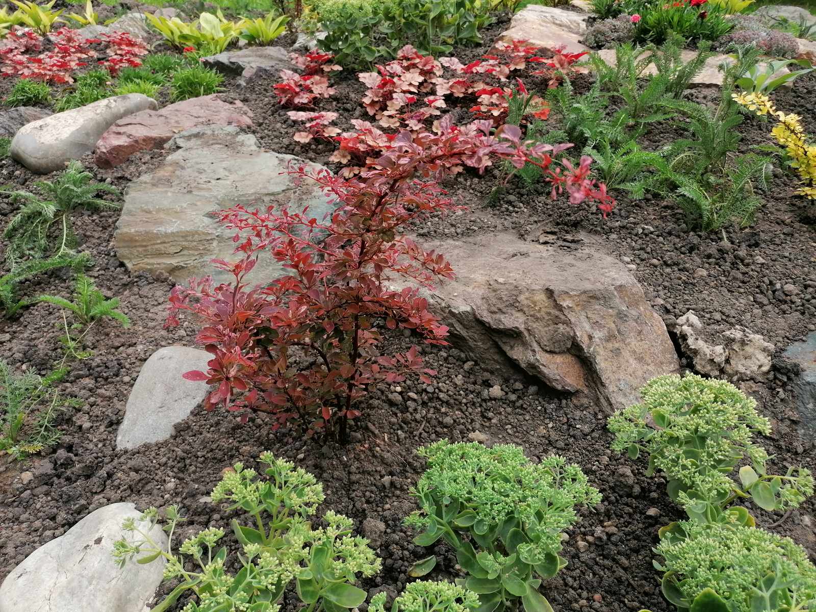 каменистый сад